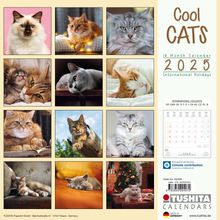 Cool Cats 2025, Kalender