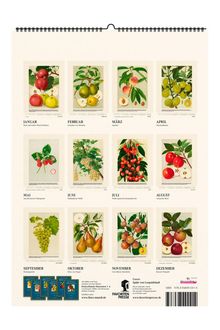 Kalender mit Obstillustrationen: Januar - Roter und Gelber Winter-Stettiner, Februar - Josephine von Mecheln.