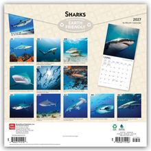"Sharks", "EARTH FRIENDLY", "2027", "16-Month Calendar". Verschiedene Haibilder und ein April-Kalenderblatt.