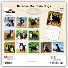 Aufschrift: "Bernese Mountain Dogs", "EARTH FRIENDLY", "2027", "16-Month Calendar". Fotos von Berner Sennenhunden für jeden Monat.