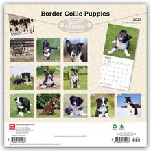 „Border Collie Puppies“, „2027“, „16-Month Calendar“, „Earth Friendly“. Fotos von Border Collie Welpen und Monatsnamen.