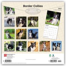 „Border Collies“, „Earth Friendly“, 2027, 16-Month Calendar. Bilder von Border Collies für jeden Monat.