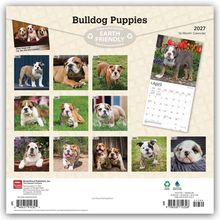 "Bulldog Puppies," "EARTH FRIENDLY," Fotos von Bulldoggen-Welpen für jeden Monat und ein Kalenderblatt für April.