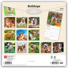 "'Bulldogs', 'EARTH FRIENDLY', Monatsbilder von 2027. 12 Bilder von Bulldoggen, jeweils einem Monat zugeordnet. Recycling-Logo."