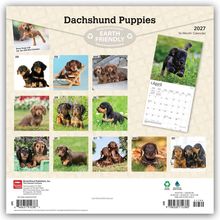 Oberer Text: "Dachshund Puppies", "EARTH FRIENDLY". 2027 Kalender mit Monatshunden in verschiedenen Posen.