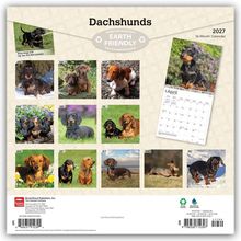 "Dachshunds" Kalender 2027. "Earth Friendly". Fotos von Dackeln, jeweils eins für jeden Monat. 16-monatiger Kalender.