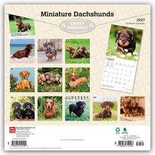 "Miniature Dachshunds", "Earth Friendly", 2027 Kalender mit 16-Monatsdarstellung. Verschiedene Dackelbilder für jeden Monat.