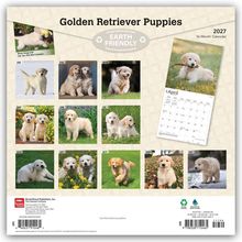 "Golden Retriever Puppies", "Earth Friendly", 2027-Kalender, 12 Fotos von Welpen, jeweils ein Foto pro Monat, mit abnehmbarem Blatt für April.