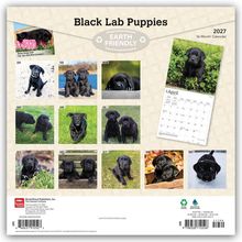 "Black Lab Puppies", "EARTH FRIENDLY", "2027", "16-Month Calendar"; Fotos von schwarzen Labrador-Welpen in verschiedenen Monaten.
