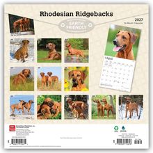 "Rhodesian Ridgebacks", "EARTH FRIENDLY", 2027 Kalender, 12 Monatsbilder von Hunden.