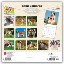 „Saint Bernards“, „EARTH FRIENDLY“, 2027 Kalender. 12 Bilder von Bernhardinern, ein Bonusbild oben links.