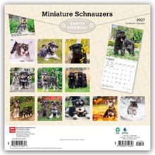 "Miniature Schnauzers", "Earth Friendly", "2027 16-Month Calendar". Bilder von Schnauzern in verschiedenen Monaten.
