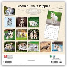 Kalender 2027 "Siberian Husky Puppies". Monatsbilder von Welpen, umweltfreundlich. April-Kalenderblatt abgebildet.
