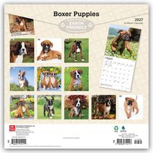 Boxer Puppies, Earth Friendly, Januar bis Dezember Bilder von Boxerwelpen. Kalender für 2027, 16 Monate.