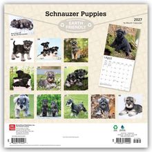"Schnauzer Puppies", "2027", "EARTH FRIENDLY", "16-Month Calendar". Kalender mit Schnauzer-Welpenbildern für jeden Monat.
