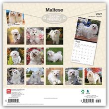 "Maltese 2027 Earth Friendly 16-Month Calendar." Kleine Fotos von Malteser-Hunden für jeden Monat im Jahr.