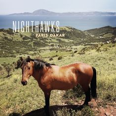 Texte: NIGHTHAWKS, PARIS DAKAR. Ein Pferd steht auf einer grünen Wiese, im Hintergrund das Meer und Hügel.