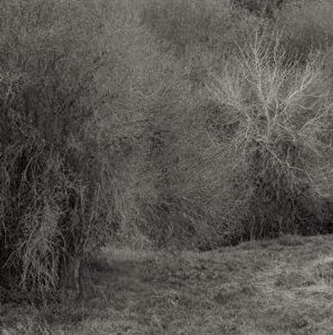 Es sind keine erkennbaren Texte vorhanden. Dichte, kahle Sträucher und ein grasbewachsener Boden in Schwarz-Weiß.