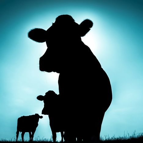 Drei Kühe im schwarzen Schattenriss auf einer Wiese, beleuchtet von hellem Himmel im Hintergrund.