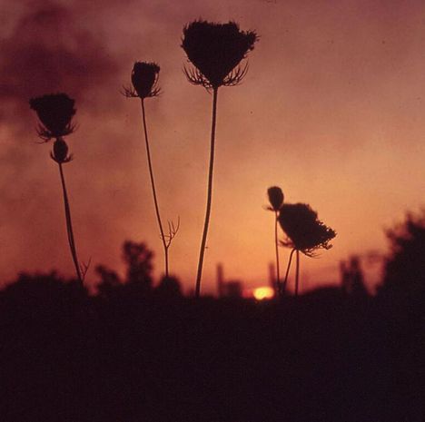 Silhouetten von Blüten im Vordergrund mit einem rot-orangen Sonnenuntergang im Hintergrund.