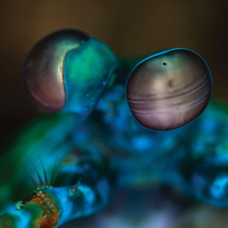 Zwei große, pralle, glänzende Augen in Nahaufnahme, umgeben von lebhaften Blau- und Grüntönen.