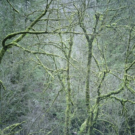 Six Organs Of Admittance: Dust &amp; Chimes (remastered), LP