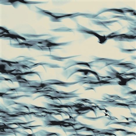 Keine Texte vorhanden. Unscharfe Darstellung von vielen fliegenden Vögeln in blau und schwarz.