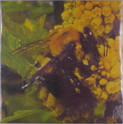 Gelbe Blütencluster und eine Biene in Nahaufnahme mit grünen Blättern im Hintergrund.