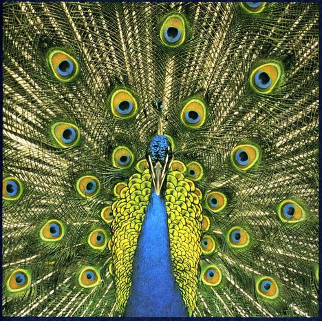 The Bluetones: Expecting To Fly, CD