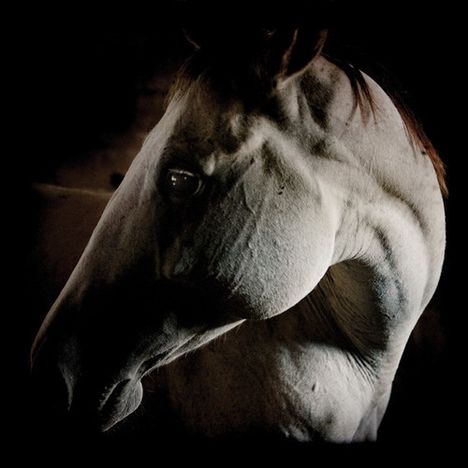 Brother Dege (AKA Dege Legg): How To Kill A Horse, LP