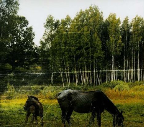 Pianos Become The Teeth: Old Pride, CD