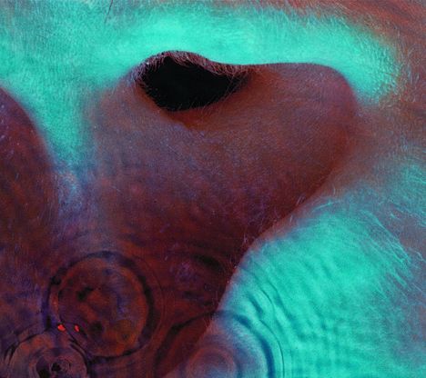 Pink Floyd: Meddle, CD