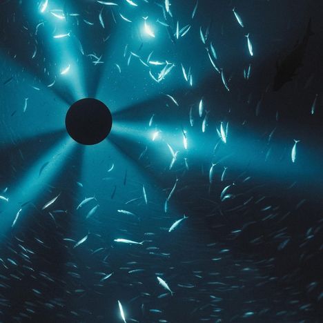 Keine sichtbaren Texte. Szene von Fischen, die in blauem Wasser um eine zentrale schwarze Scheibe schwimmen.