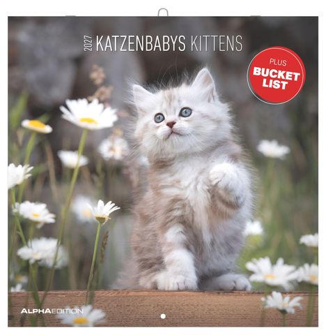 "2024 KATZENBABYS KITTENS," "PLUS BUCKET LIST"; flauschiges Kätzchen hebt Pfote, umgeben von weißen Gänseblümchen.