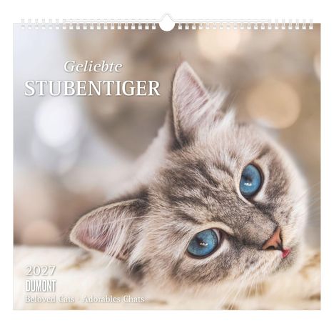 „Geliebte Stubentiger“, Kalender 2027, DUMONT. Süße Katze mit blauen Augen vor unscharfem Hintergrund.