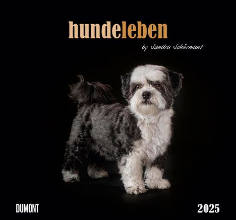 Hundeleben 2025 - DUMONT Wandkalender - mit den wichtigsten Feiertagen - Format 38,0 x 35,5 cm, Kalender