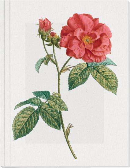 Geschichte der Rose Großes Notizheft (A5) Motiv Französische Rose, Diverse