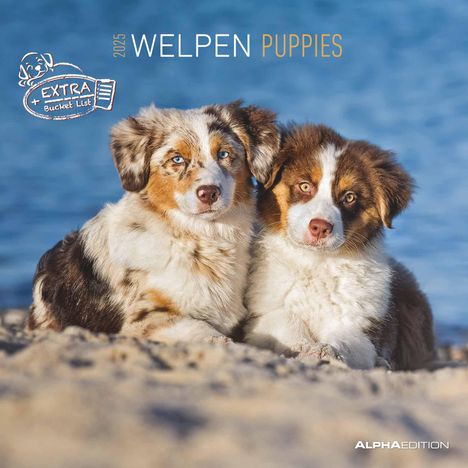 Welpen 2025 - Broschürenkalender 30x30 cm (30x60 geöffnet) - Kalender mit Platz für Notizen - Puppies - Hundekalender - Bildkalender - Wandkalender, Kalender