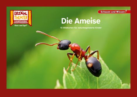 Die Ameise / Kamishibai Bildkarten, Buch