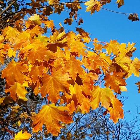 Keine Texte vorhanden. Ahornblätter in leuchtendem Orange und Gelb gegen klaren blauen Himmel.