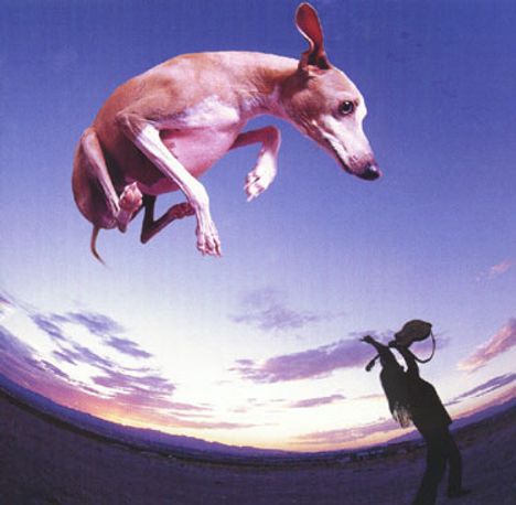 Ein Hund springt hoch in der Luft; unten eine Person, die einen Gegenstand hochhält, vor einem Sonnenuntergang.