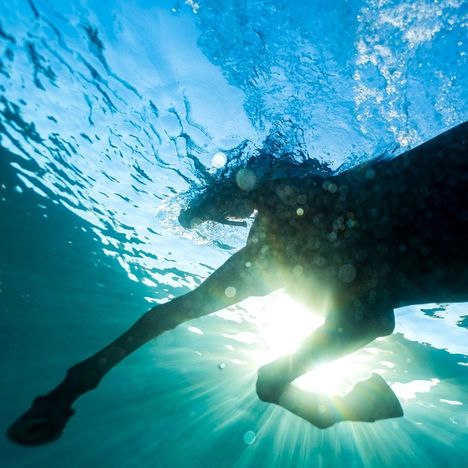 Ein Pferd schwimmt unter Wasser, durch die Sonne beleuchtet. Luftblasen steigen im klaren, blauen Wasser auf.