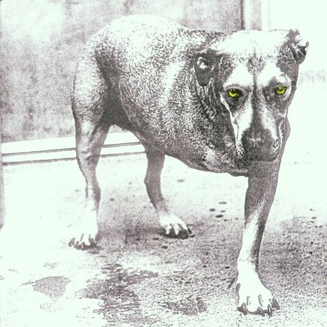 Alice In Chains: Alice In Chains, CD