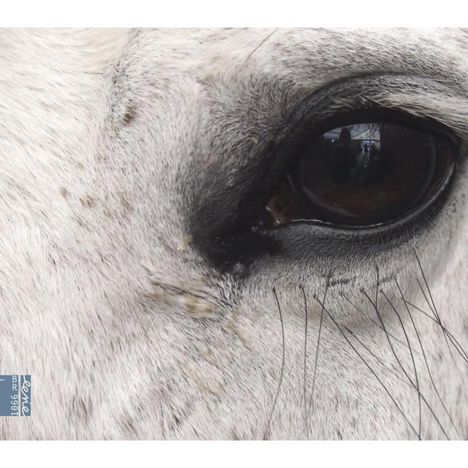 Nahaufnahme eines Pferdeauges mit feinen Details des weißen Fells und klar erkennbaren Wimpern.