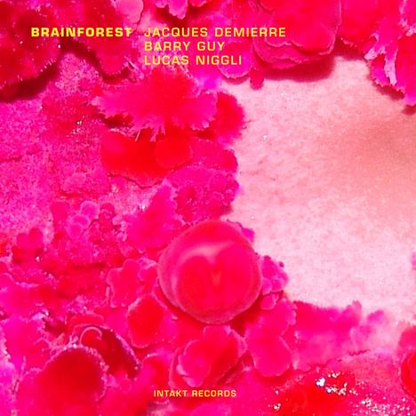 Jacques Demierre, Barry Guy &amp; Lucas Niggli: Brainforest, CD