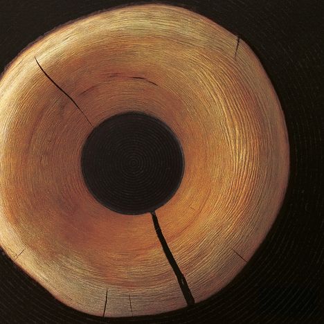 Kreisförmige Holzmaserung in warmen Brauntönen mit Rissen, die einen dunklen Kern umgeben.