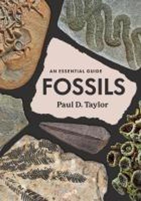 Paul D Taylor: Fossils, Buch