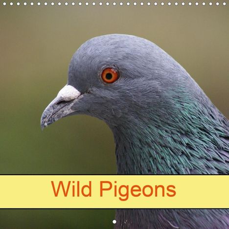 K. A. Kattobello: Kattobello, K: Wild Pigeons (Wall Calendar 2020 300 × 300 mm, Kalender