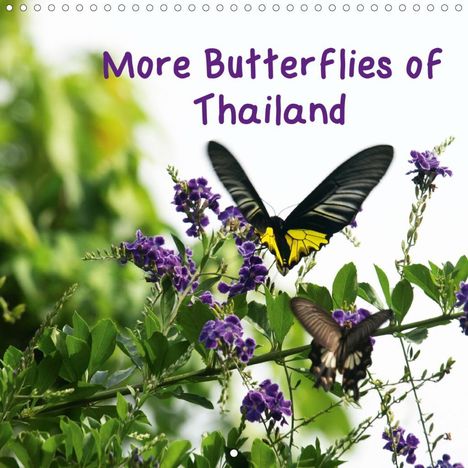 Mike Moran: Moran, M: More Butterflies of Thailand (Wall Calendar 2020 3, Kalender