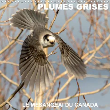 Philippe Henry: Henry, P: PLUMES GRISES - LE MÉSANGEAI DU CANADA (Calendrier, Kalender